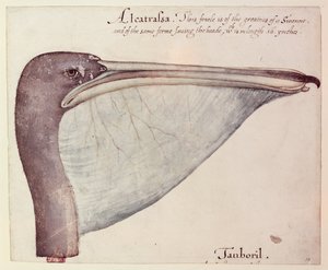 Pelícano, c.1590 de John White